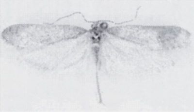 Deuterotinea balcanica (Zagulajev, 1972)