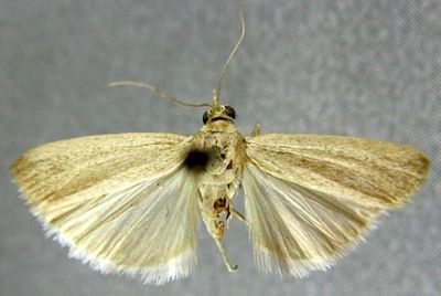 Staudingeria illineella (Chrétien, 1911)