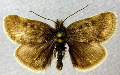 Titanio phrygialis var. sericealis (Caradja, 1916)
