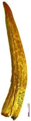 plantator; vârf oblic