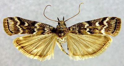 Dioryctria schutzeella (Fuchs, 1899)