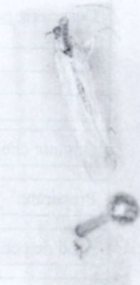 Gracillaria multipunctella (Chrétien, 1916)