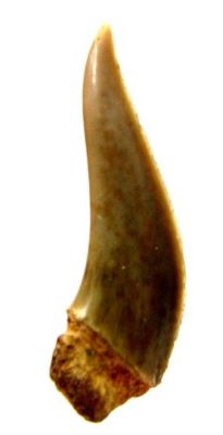 rechin; Xiphodolamia Eocaena (Woodward, 1889)