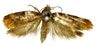 Lobesia thlastopa (Meyrick, 1937)
