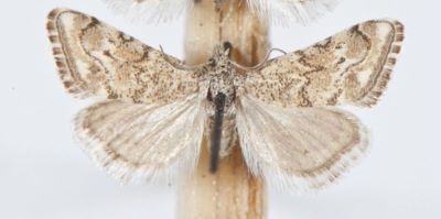 Krombia harralis Chrétien, 1910
