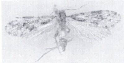 Scardia ussuriensis (Caradja, 1920)
