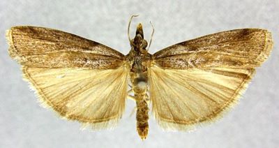 Selagia uralensis (Rebel, 1910)