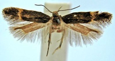 Anacampsis infestella (Rebel, 1896)