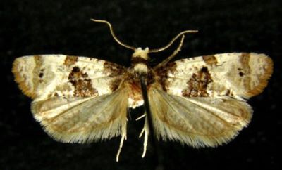 Cochylis cunabulana (Caradja, 1916)