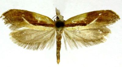 Cerostoma costibasella (Caradja, 1939)