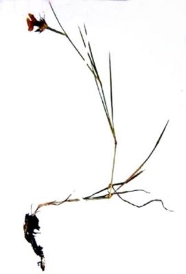 garofiță; Dianthus tenuifolius (Schur, 1859)