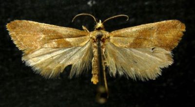 Cochylis amoenana var. alaiana (Caradja, 1916)