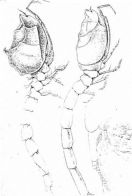 Cyclaspis persculpta (Calman, 1905)