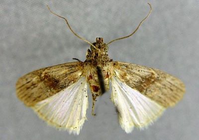 Phycita diaphana var. biscraella (Caradja, 1916)