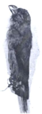Loxia curvirostra curvirostra (Linnaeus, 1758)