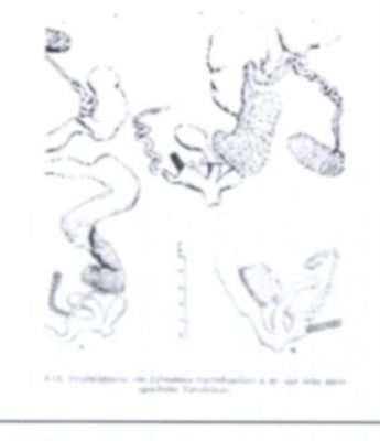 melc; Lehmania macroflagellata (Grossu et Lupu, 1962)