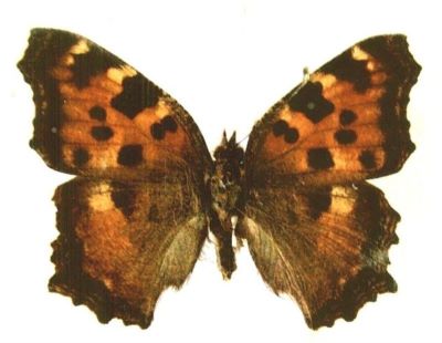 Nymphalis polychloros polychloros (Linnaeus, 1785)