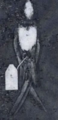 Apus melba melba (Linnaeus, 1758)