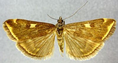 Phlyctaenodes sticticalis tenebrosa (Caradja, 1939)