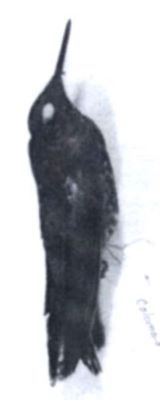 Boissonneaua flavescens (Loddiges, 1832)