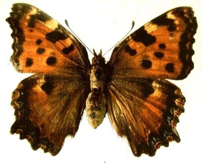 Nymphalis polychloros polychloros (Linnaeus, 1758)