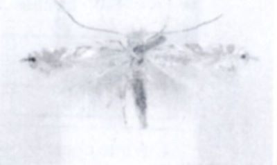 Phylonoricter tenuicaudella (Walsingham, 1897)