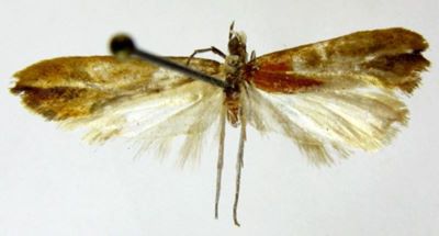 Oridryas isalopex (Meyrick, 1938)