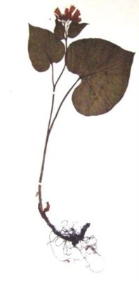 brustur negru; Symphytum cordatum (W. et K., 1802)