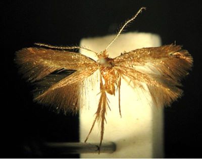 Nemophora submetallica (Caradja, 1920)