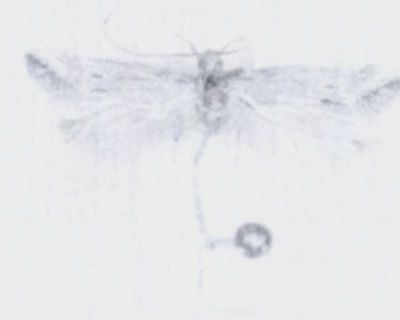pigritia mediocris; Pigritia biatomella (Walsingham, 1897)