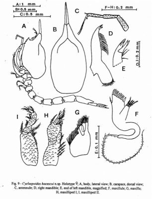 Cyclaspoides bacescui (Petrescu, 1995)