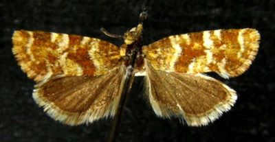 Cochylis deutschiana var. murciana (Caradja, 1916)