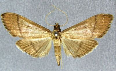 Bradina intermedialis (Caradja, 1932)