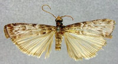Dioryctria yuennanella (Caradja, 1937)