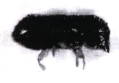 Xyleborus udatus (Schedl, 1974), ord. Coleoptera, fam. Scolytidae