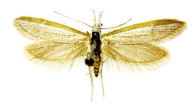 pleurota bicostella var. castiliella; Pleurota bicostella (Clerck) var. castiliella (Caradja, 1909-1912)