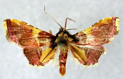 Endotricha luteobasalis (Caradja, 1935)