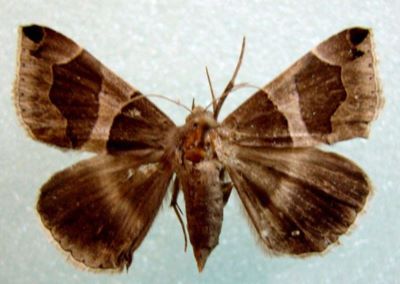 fluture; Dysgonia algira algira (Linnaeus, 1767)