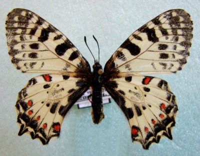 fluture; Zerynthia cerisy ferdinandi (Stichel, 1907)