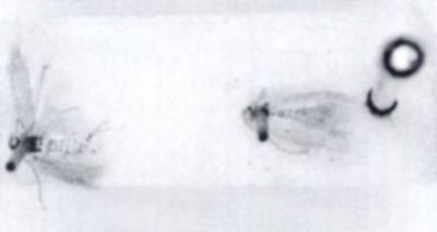 Phyllobrostis jedmella (Chretien)