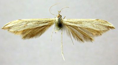 Pterophorus lienigianus var. catharodactylus (Caradja, 1920)