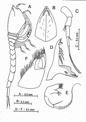 Cumella abacoensis (Petrescu, 1996)