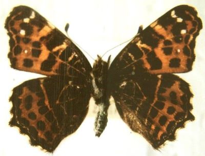 Araschnia levana levana (Linnaeus, 1758)