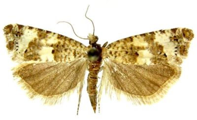 Epiblema couleruana var. castiliana (Caradja, 1916)
