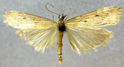 Lepidoneura grisealis (Hampson, 1900)