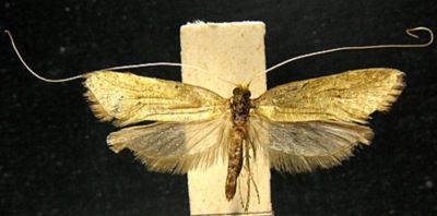 Nemotois chalcophyllis (Meyrick, 1935)