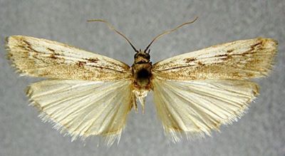 Homoeosoma caradjellum (Roesler, 1965)