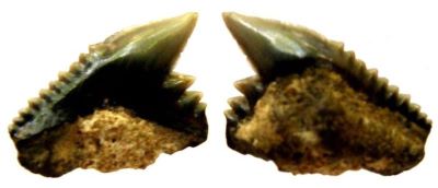 rechin; Galeocerdo Latidens (Agassiz, 1843)