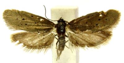 Paraprays punctigera (Rebel, 1910)