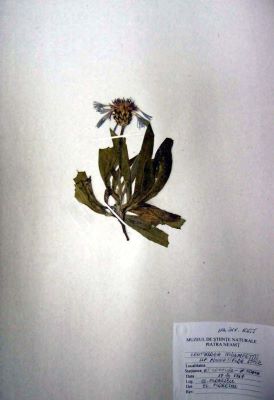vinețele; Centaurea pinnatifida Schur